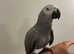 Young Handreared Super Tame Cuddly African grey