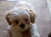 Beautiful male puppy