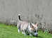 Pedigree NR Welsh Corgi Pembroke pups
