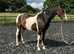Pure Bred American Saddlebred mare