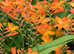 FREE! Orange Monbretia