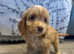 Cockapoo puppies pra clear