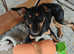 Brooke & Nina little cuties need home together