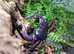 Purple land crab + enclosure