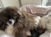 Shiranian puppies ( Pomeranian cross imperial shihtzu)