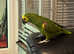 Blue fronted Amazon 1 yr old