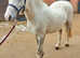 Lovely Welsh A Gelding