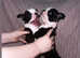 2 female Boston terriers