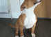 English bull terrier/staffy female