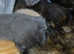 American shorthair kittens