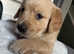 KC Golden retriever puppies