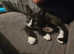 Male kitten looking for a family