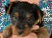 Gorgeous Australian Terrier Pups