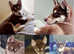 Siberian Huskies
