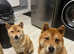 3/4 Japanese Shiba Inu boys