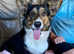 WELSH CARDIGAN CORGI BABIES FROM 5 STAR LICENSED HOME BREEDER