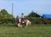 Stunning 14.2hh traditional cob