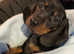 8 month old kc dachshund
