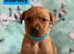 Red fox Labrador puppies 5 left to reserve