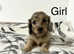 Miniature longhair dachshunds