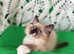 GCCF Reg. Big Blue Eyes FLUFFY Ragdoll Kittens