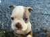 Boston terrier X bulldog