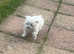 I have 2 beautiful girl Maltese for sale