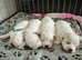 Champion Bloodline Pedigree Bichon Frise Puppies - Ready for Loving Homes!