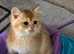 purebred golden scottish fold kittens