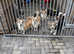 3 corgi for sale Kc reg