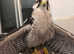 Falcon