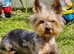 Yorkshire Terrier blue merle boy