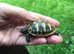 2022 Hermann Tortoise hatching's for sale