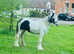 Cob filly.
