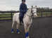 14.2hh PBA Cremello Stallion