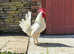 QUALITY PURE BREED WHITE LEGHORN HATCHING EGGS