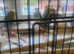 Budgies for sale