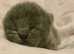 BEAUTIFUL BSH KITTENS  (RARE ALL BLACK KITTENS WITH BLACK NOSE AND PAW PADS)