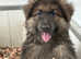 Rare kcreg white and  blue carrying Isabella German shepherd pups