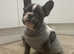 French Bulldog - 12 months old for sale
