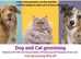 Dog and cat grooming First grooming 50% off