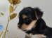Outstanding Yorkshire terrier only 1 boy left