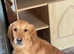 Red Golden Retriever boy