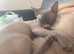 Blue eyed male kitten sphynx