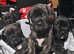 Cane corsos puppies