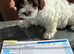 Havanese puppy