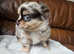 Ready to leave now , pomchi puppies