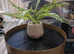 FAUX plant with heavy planter