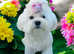 KC reg 15 Champions adorable maltese girl