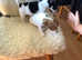 Miniature jack Russell pups for sale